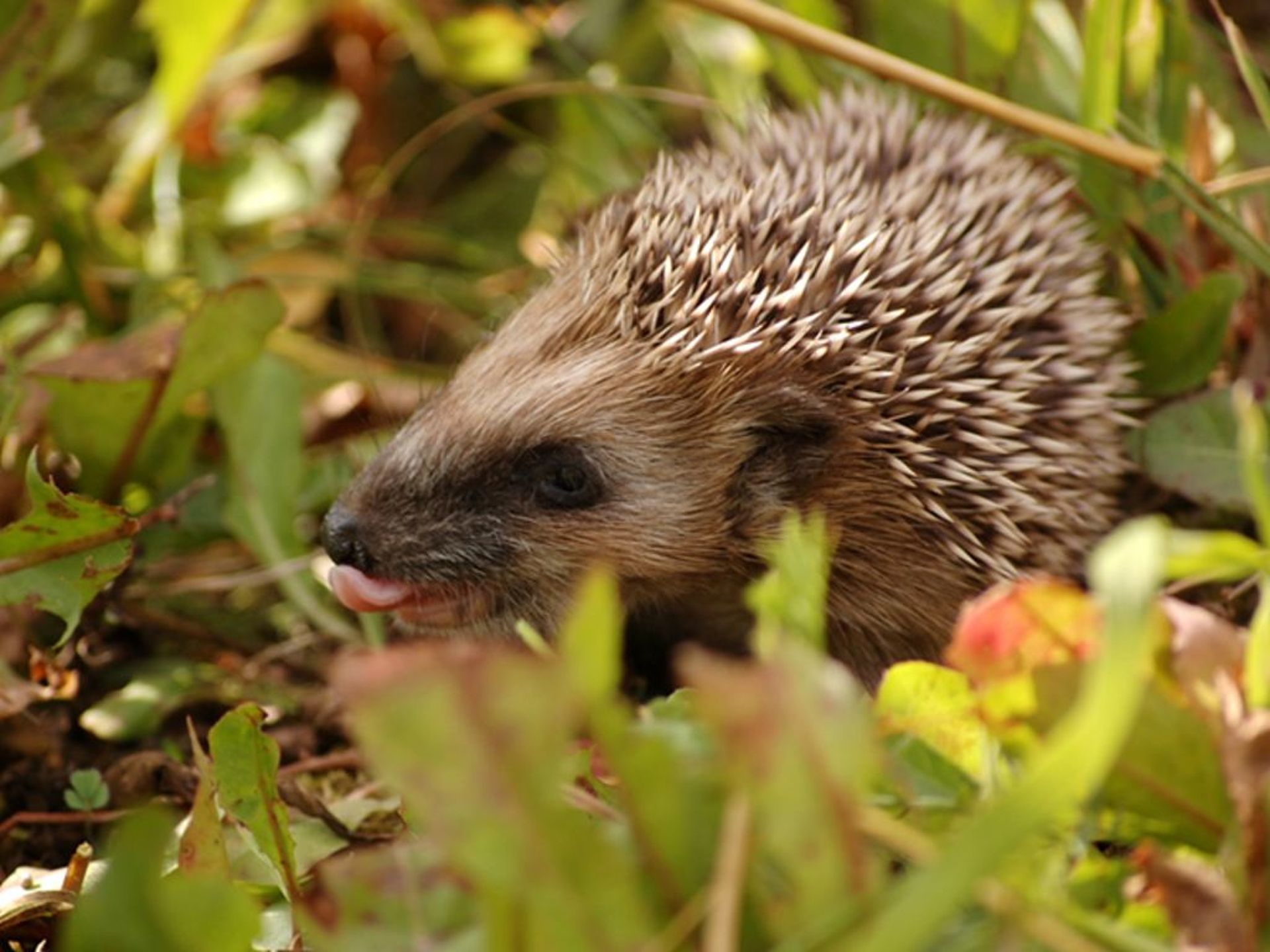 A hedgehog sitting in the foliage.