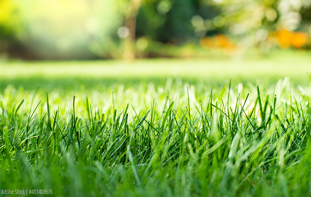 Nahaufnahme von frischem, grünem Gras in einem sonnigen Garten mit unscharfem Hintergrund.