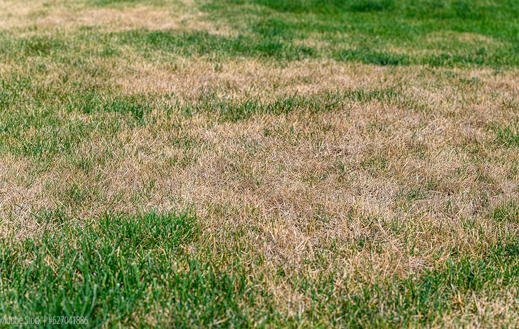 Nahaufnahme einer Rasenfläche mit vertrockneten und grünen Grasstellen, die auf ungleichmäßiges Wachstum oder Bewässerungsprobleme hinweisen.