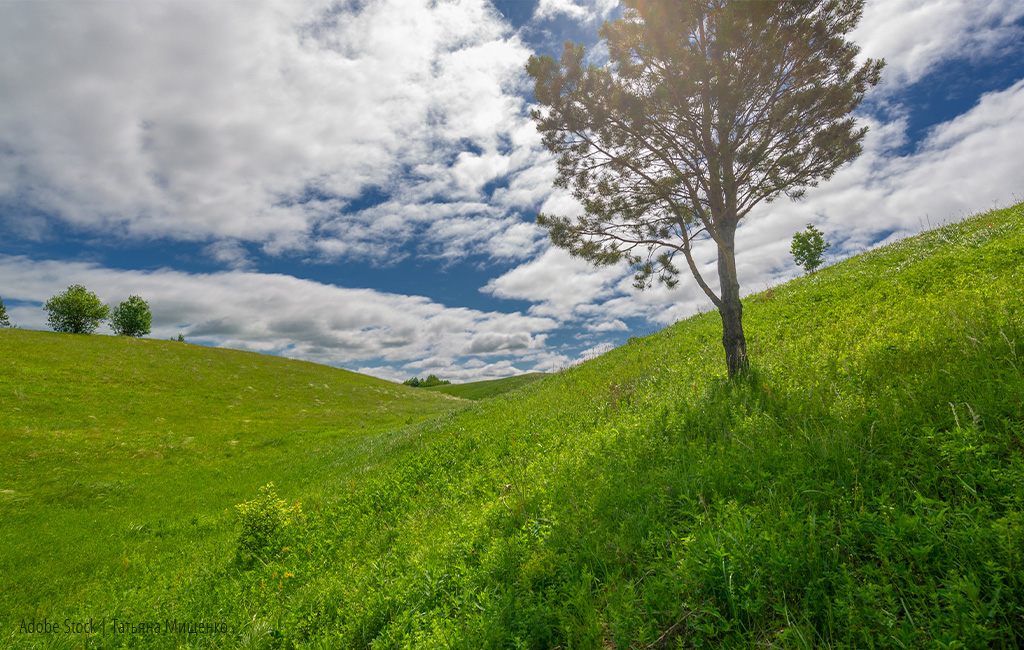 A green, hilly meadow under a partly cloudy sky with scattered trees, including a large tree in the foreground.