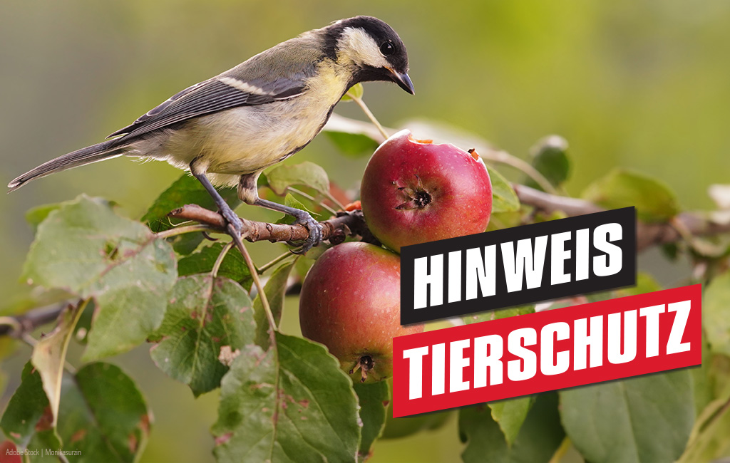 Vogel sitzt auf einem Zweig eines Apfelbaumes, im Bild steht der Text "Hinweis Tierschutz"