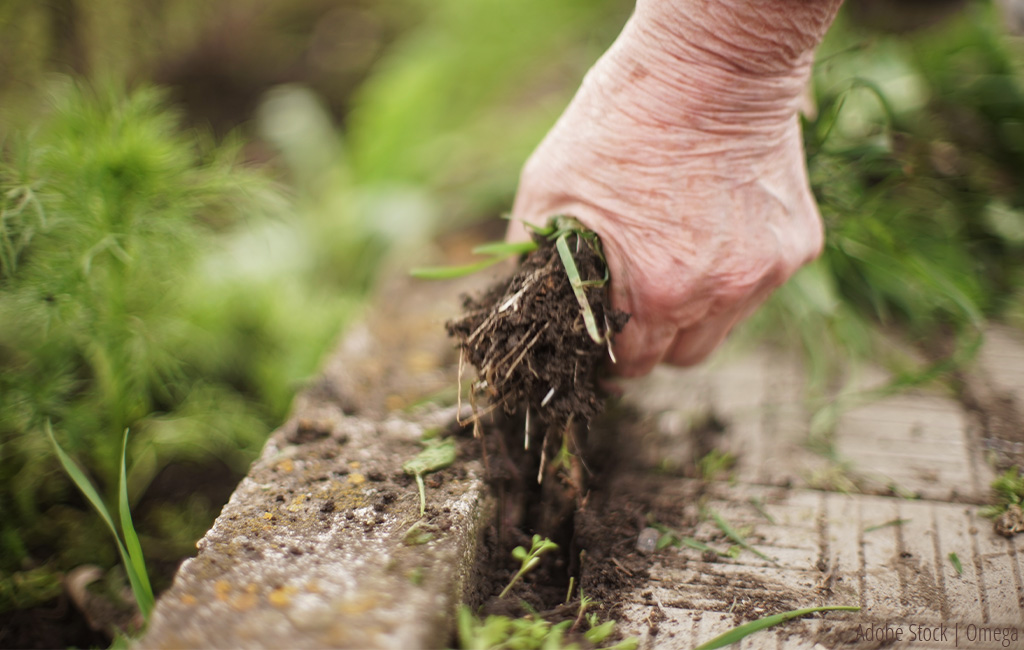 someone is removing weeds from joints