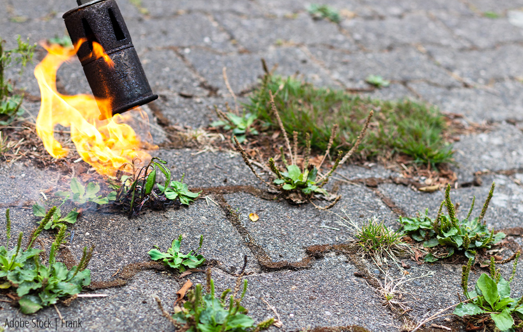 someone uses a flame weeder to destroy weeds