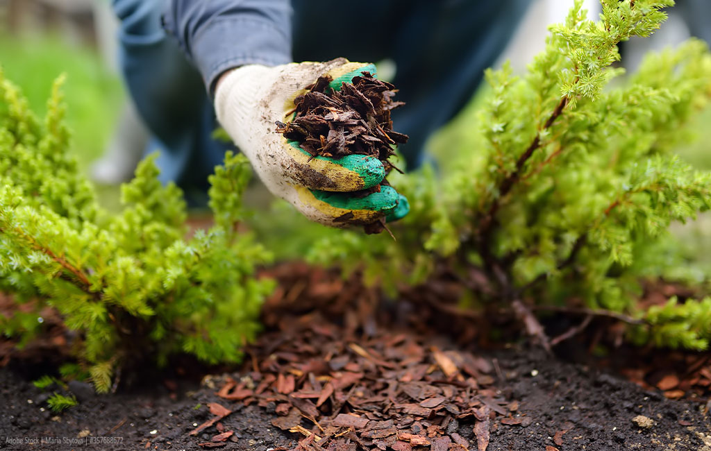 Eine behandschuhte Hand verteilt Mulch um Pflanzen, um den Boden im Garten zu schützen.