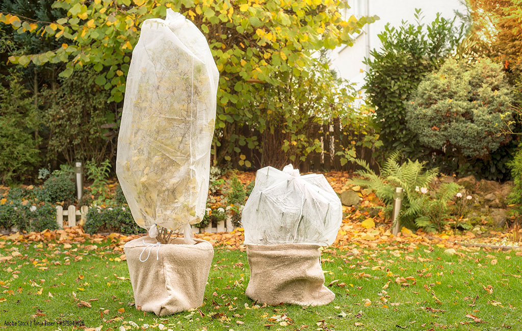 Zwei Pflanzen im Garten sind mit Schutzvlies und Jutesäcken bedeckt, um sie vor Kälte zu schützen.