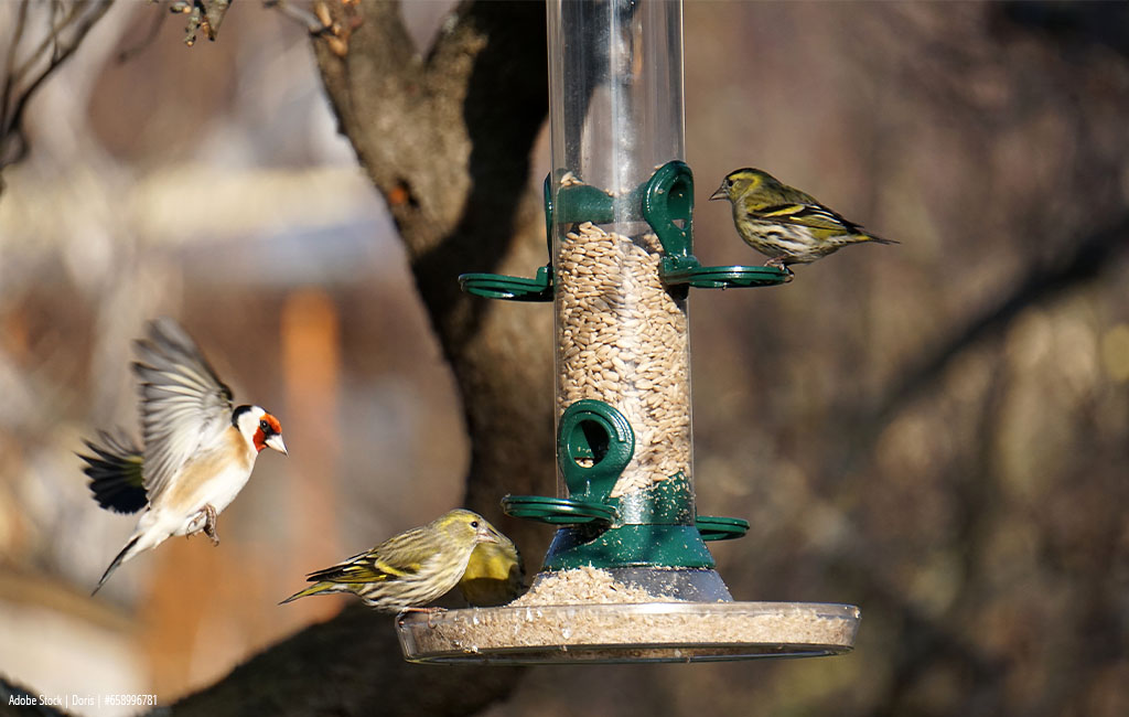 Drei Vögel fressen an einem Vogelfutterspender, wobei einer im Anflug ist und die anderen auf den Sitzstangen sitzen.