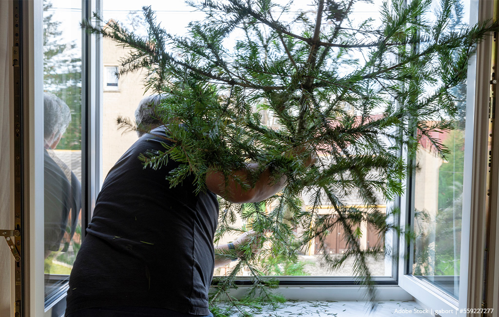 A person pushes a large pine branch out through an open window.