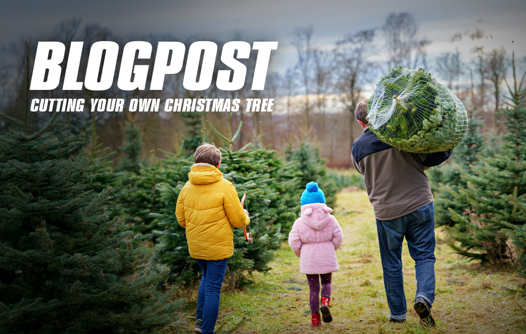 A family carries a freshly cut Christmas tree through a fir tree plantation, with the title "Blog Post: Cutting a Christmas Tree".