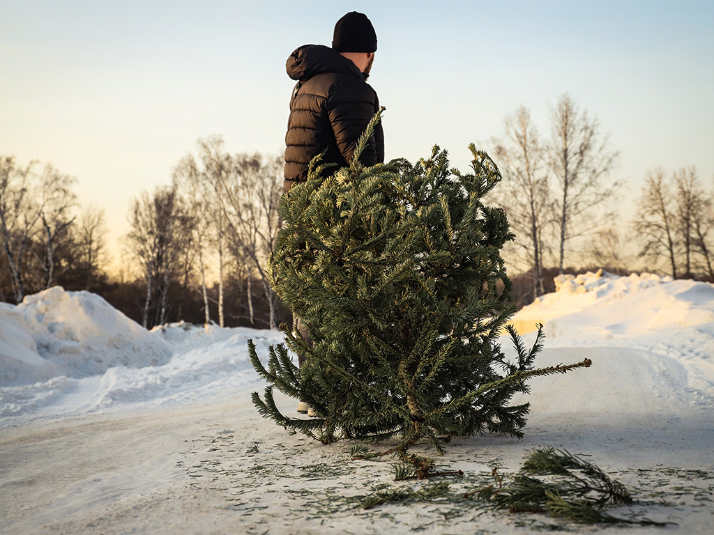 Eine Person zieht einen entsorgten Weihnachtsbaum über eine schneebedeckte Straße bei Sonnenuntergang.